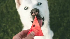 Keeping Your Dog Cool During the Summer: Tips for a Happy and Healthy Pup 🌞