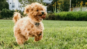 The Importance of a Balanced Diet for Your Dog’s Gut Health 🐶🍽️