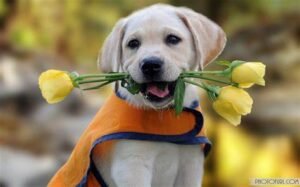 The Importance of Keeping Your Puppy Active and Healthy